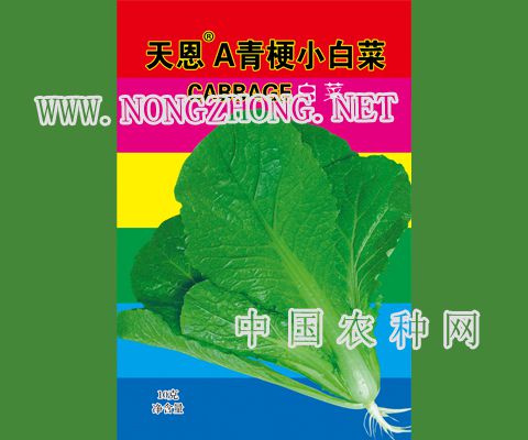天恩A青梗小白菜